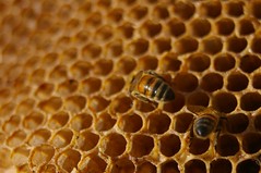 bee bums