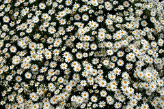 Multitude