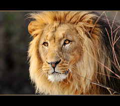 The beautiful lion of the zoo of Basel