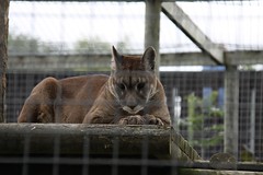 Shepreth Wildlife Park 17-08-10