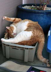 Herr Rossi relaxed 3