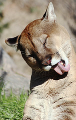 Mountain Lion