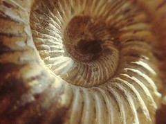 Fossil Sitting In Sun Light